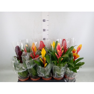 Vriesea   ...mix 6
