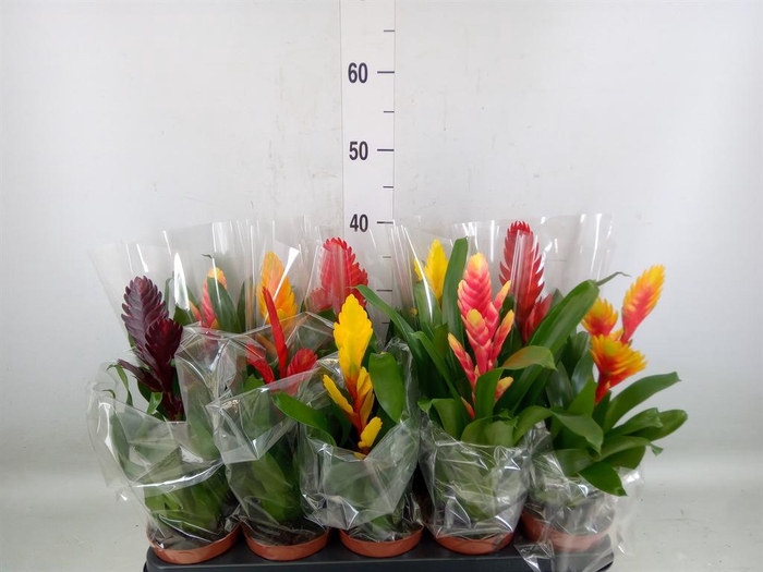 <h4>Vriesea   ...mix 6</h4>