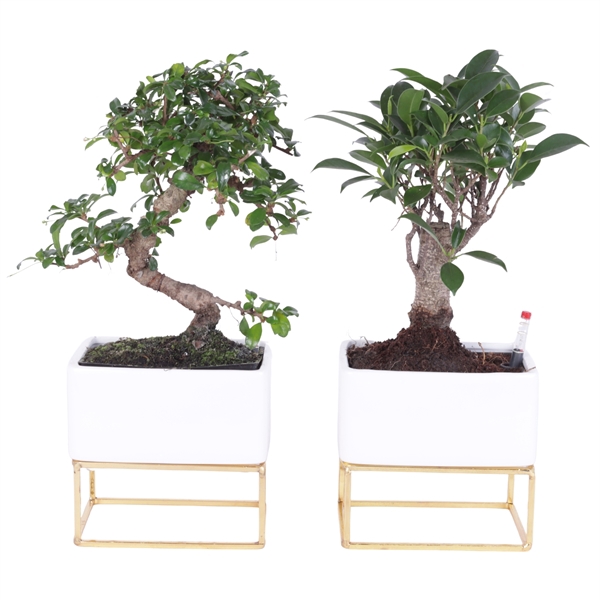 <h4>Bonsai Mixed in Easy Care White with Metal Frame Ø17cm</h4>