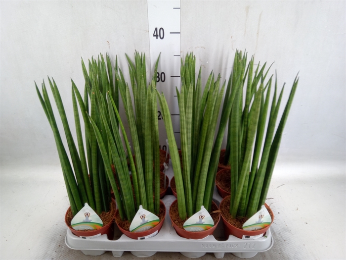 <h4>Sansevieria cyl.  ...</h4>