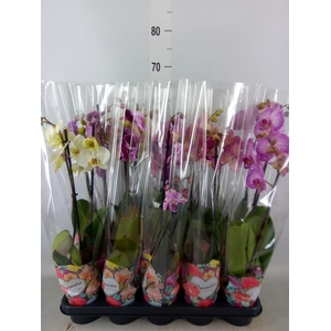 Phalaenopsis   ...