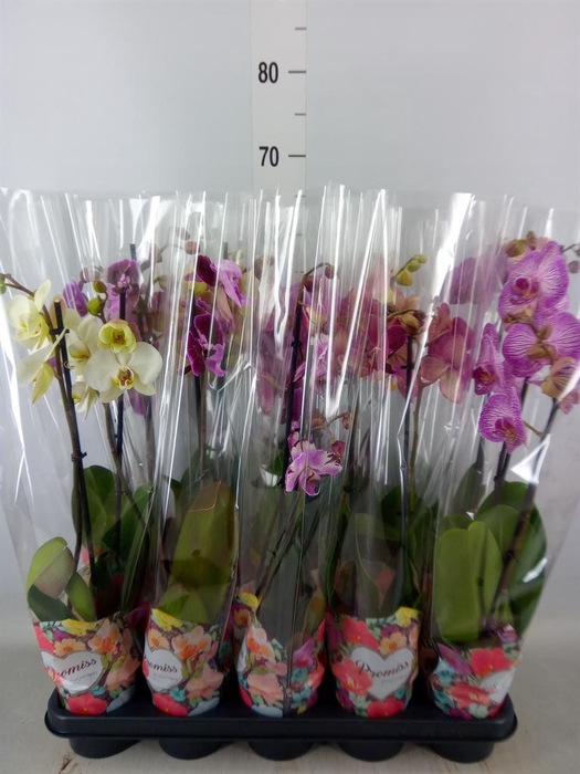 <h4>Phalaenopsis   ...</h4>