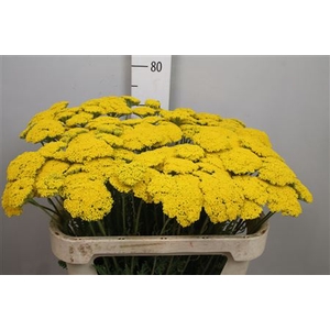 Achil F Parker Variety