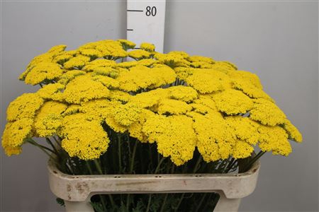 <h4>Achil F Parker Variety</h4>