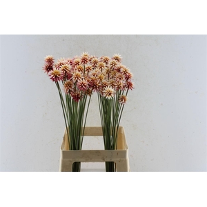 Inirida Summer Dried