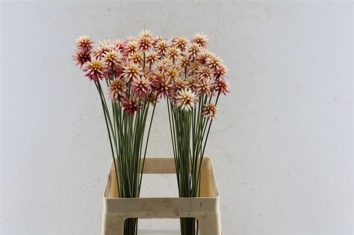 <h4>Inirida Summer</h4>