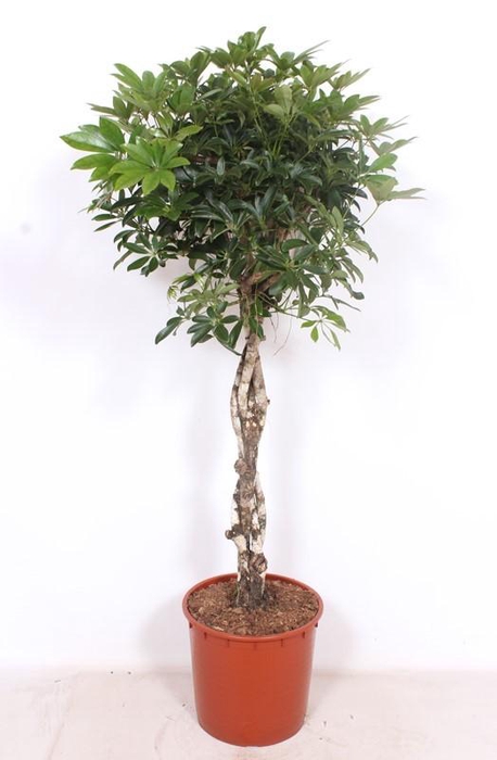 <h4>Schefflera arboricola 'Compacta'</h4>