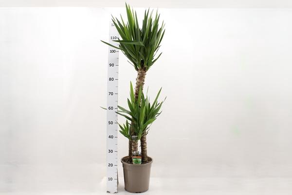 Yucca 24Ø 135cm 3Head
