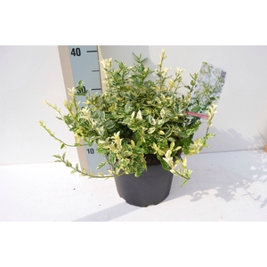Euonymus fortunei 'Harlequin'