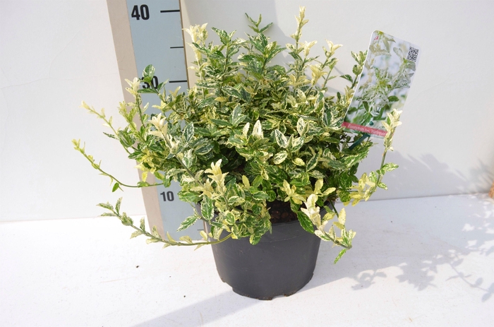 <h4>Euonymus fortunei 'Harlequin'</h4>