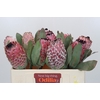 Protea Barbigera