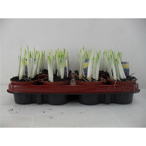 <h4>Iris reticulata</h4>