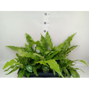 Microsorum musifolium 'Crocodyllus'