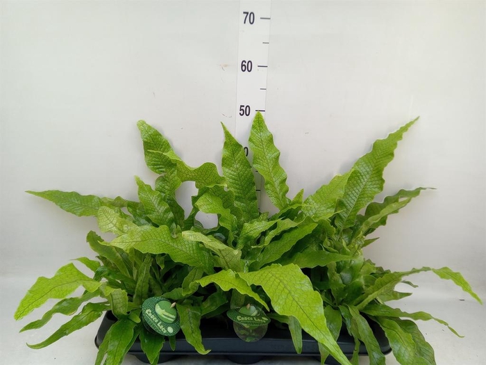 <h4>Microsorum musifolium 'Crocodyllus'</h4>
