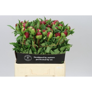 Paeonia Many Happy Returns