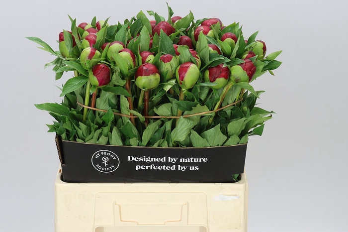 <h4>Paeonia Many Happy Returns</h4>