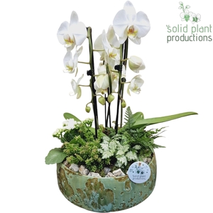 PH105 Sophia Green Cascade
