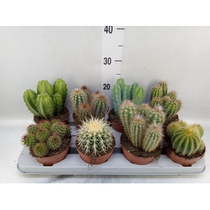 Cactus   ...mix
