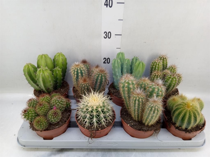 <h4>Cactus   ...mix</h4>