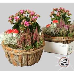 ARR TUINPLANTEN