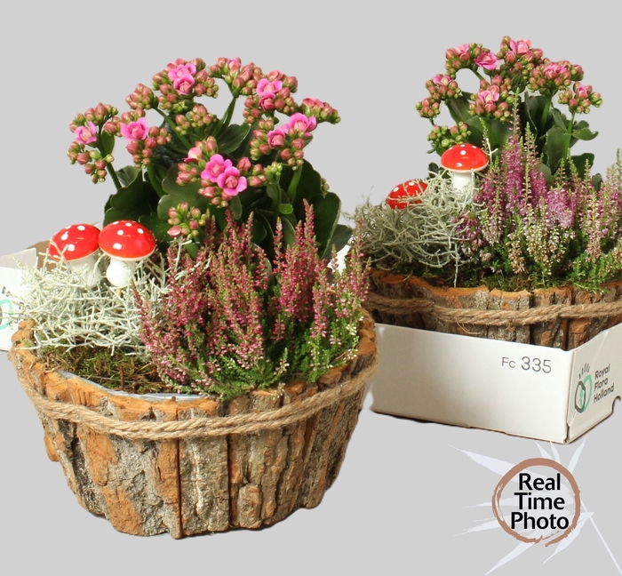 <h4>ARR TUINPLANTEN</h4>