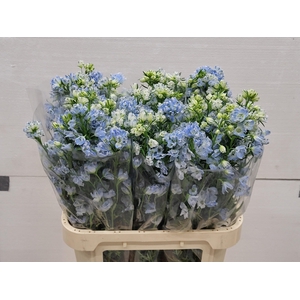 DELPH EN M GRAN BLUE