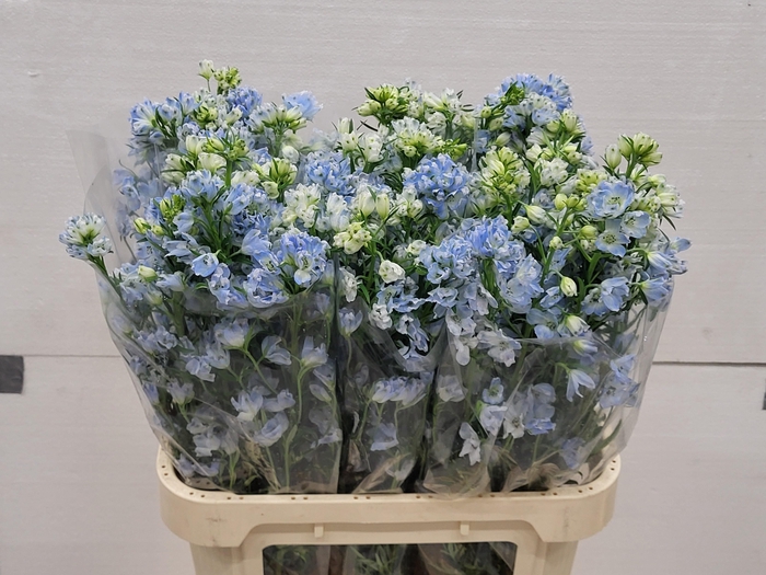 <h4>DELPH EN M GRAN BLUE</h4>