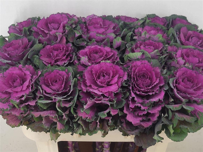 <h4>Brass Elegance</h4>