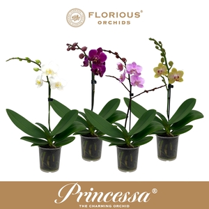 No9 Phalanopsis 1 Tak Mix