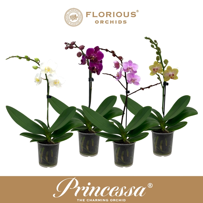 <h4>Phal Gemengd 1 Tak Princessa</h4>