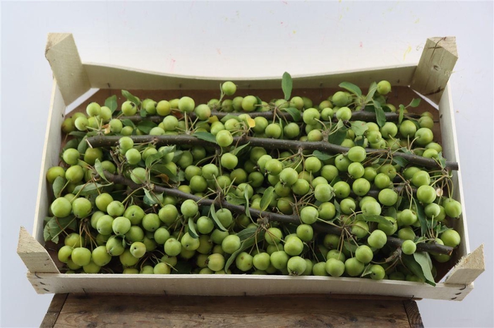 Sier Malustak Green P Wdn Box