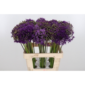 Allium Purper Sensation