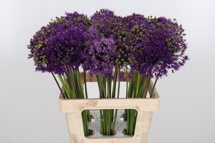 <h4>Allium Purper Sensation</h4>