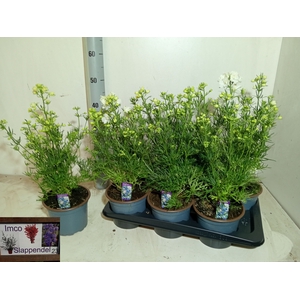 DELP GRANDIFLORUM