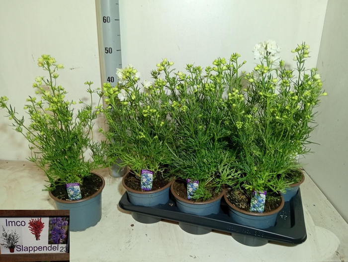<h4>DELP GRANDIFLORUM</h4>