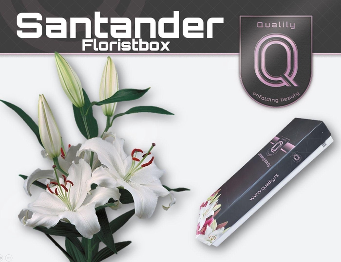 <h4>LI OR SANTANDER FLORISTBOX 5+</h4>