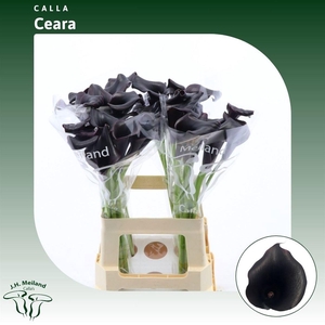 ZANT CALL CEARA