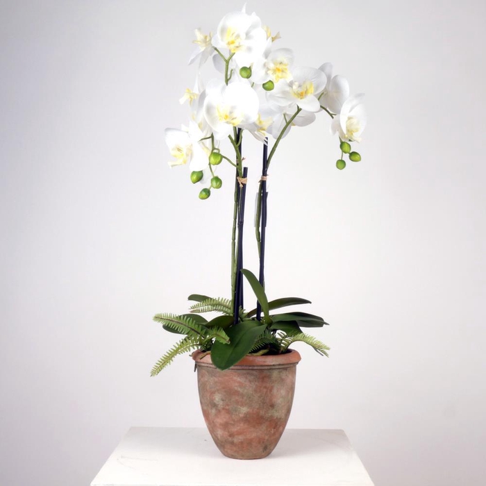 <h4>AF Orchid 3 branch+Fern in pot</h4>