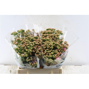 Kalanchoe Taffy Pink Meadow