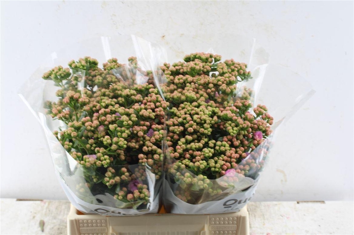 <h4>Kalanchoe Taffy Pink Meadow</h4>