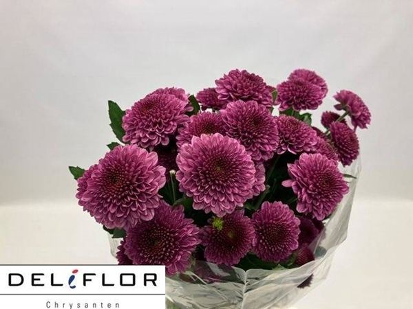 <h4>CHR T FABIENNE PURPL</h4>