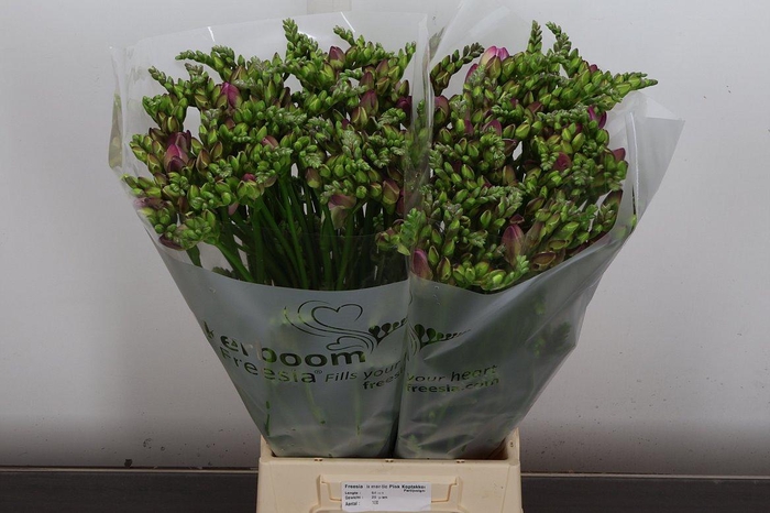 <h4>Fr Du Romantic Pink</h4>