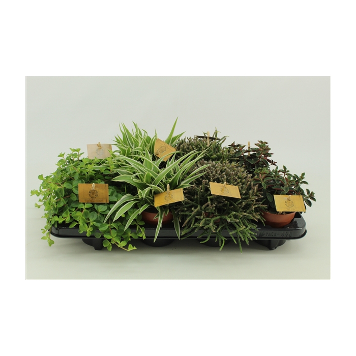 <h4>Kamerplanten mix</h4>
