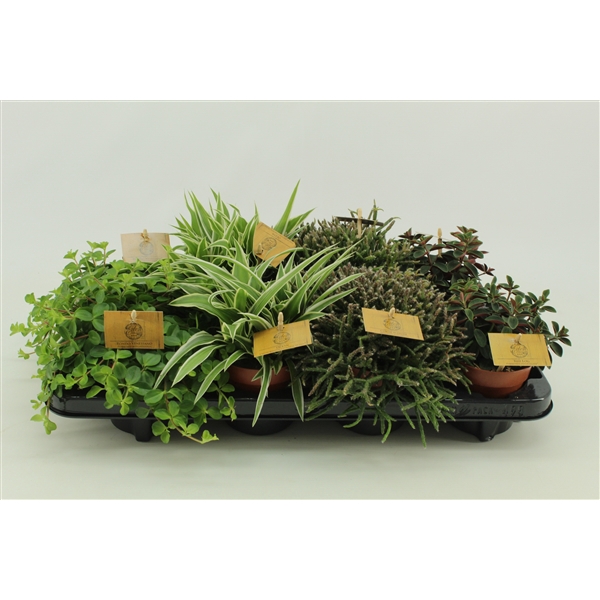 Kamerplanten mix