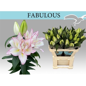 Li Or Du Fabulous