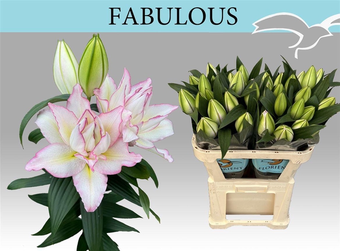 <h4>Li Or Du Fabulous</h4>
