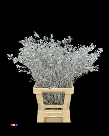 <h4>Waxflower Silver</h4>