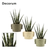 Sansevieria fernwood 6 cm in Dione (Nature world-collection)