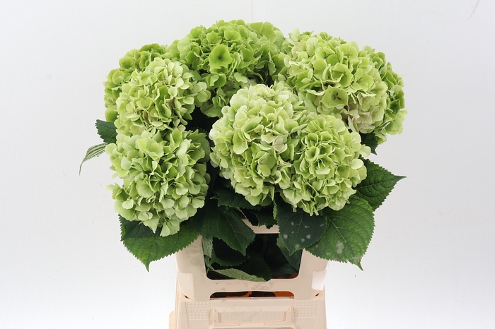 <h4>Hydr M Ch Verena Cl</h4>