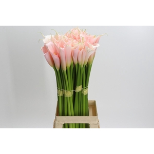 Zantedeschia Eydolls Salmon